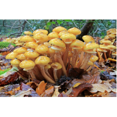 Мицелий Опенка осеннего / Опенок настоящий (Armillaria mellea)